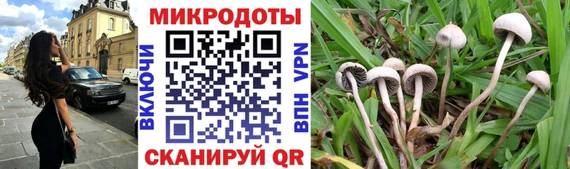 закладка  Чистополь  Псилоцибиновые грибы Psilocybine cubensis 